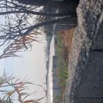 زمین باغی زیر قیمت فروش فوری