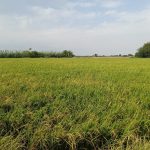 زمین کشاورزی فروشی 110 هکتار