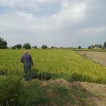 زمین کشاورزی فروشی 110 هکتار