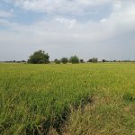 زمین کشاورزی فروشی 110 هکتار