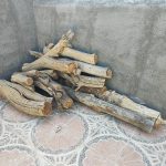 فروش تنه خشک درخت توت