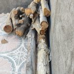 فروش تنه خشک درخت توت