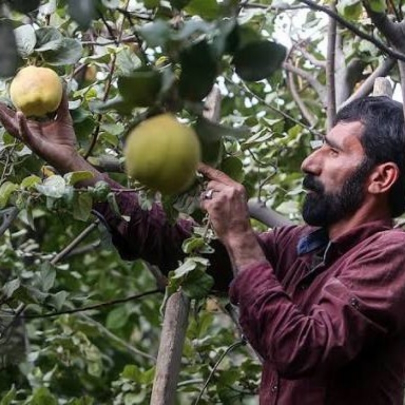 میوه چین در ترکیه حقوق 120 میلیون