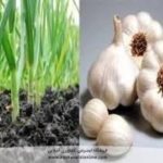 زمین کشاورزی جهت کشت پیاز برنج یا سیز