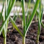 زمین کشاورزی جهت کشت پیاز برنج یا سیز