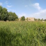 زمین کشاورزی جهت کشت پیاز برنج یا سیز